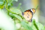 Orange Black Pattern Butterfly On Bunch Stock Photo