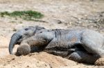 African Elephant (loxodonta) Stock Photo