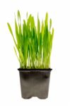 Wheat Grass Isolated Stock Photo