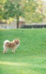 Pomeranian Stock Photo