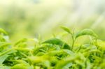 Green Tea Bud And Fresh Leaves. Tea Plantations Stock Photo