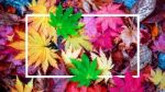 Background Of White Frame And Colorful Maple Leaves In Autumn Stock Photo