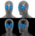 3d Render Illustration Of The Orbicularis Oculi Stock Photo