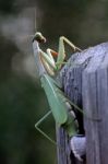 Mantis Religiosa Stock Photo