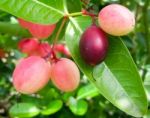 Carunda Or Karonda  (bengal-currants) Pink Fruit On Tree In The Garden.fruit For Health And High Vitamin Stock Photo