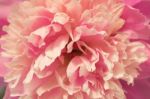 Pink Peony Macro Stock Photo