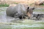 Rhino In The Muddy Water Stock Photo