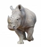 White Rhinoceros Isolated Stock Photo