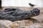 Lazy Croc Stock Photo