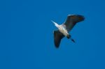 Heron In Flight Stock Photo