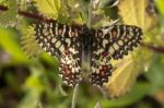 Spanish Festoon Butterfly (zerynthia Rumina) Stock Photo