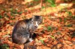 Cat Sitting On Autumn Leaves Stock Photo