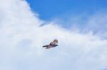 Pigeon Flies In The Blue Sky In A Sunny Day Stock Photo