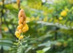 Christmas Candle,ringworm Bush Flower Stock Photo