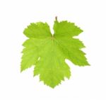 Grape Leaf Isolated On The White Background Stock Photo