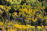 Autumn Colours In Wyoming Stock Photo