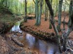 Scenic View Of The Ashdown Forest In Sussex Stock Photo