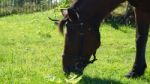 Horse In The Country Side Of Russia Stock Photo