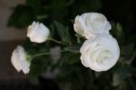 Beautiful White Rose Flower In The Garden Stock Photo