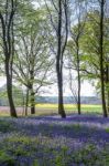 Bluebells In Wepham Wood Stock Photo