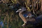 Wood Duck (aix Sponsa) Stock Photo