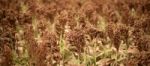 Field Of Australian Sorghum Stock Photo