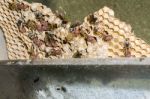 Wasp Nest With Wasps Sitting On It Stock Photo