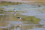 Black-winged Stilt, Common Stilt, Or Pied Stilt (himantopus Hima Stock Photo