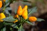 Pepper Plant Stock Photo