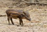 Baby Wild Boar Stock Photo