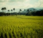 Thailand Rice Field Stock Photo