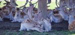 Isolated Photo Of A Group Of Cute Small Deer Stock Photo