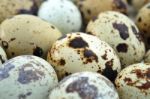 Quail Eggs Stock Photo