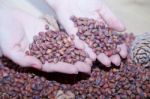 Female Hands Holding Cedar Nuts Stock Photo