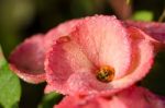 Poi Sian Flowers, Pink Poi Sian Flowers In The Garden Stock Photo