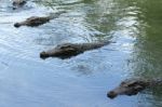 Crocodile Stock Photo