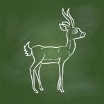 Hand Drawing Antelope Cartoon On Green Board - Illustratio Stock Photo