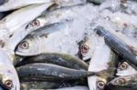 Fresh Chub Mackerels, Sea Fish On Ice Exposition At The Seafood Stock Photo