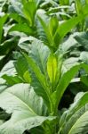 Tobacco Plant Stock Photo