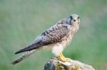 Female Common Kestrel Stock Photo