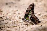 Diversity Of Butterfly Species,butterfly Eating Salt Licks On Ground Stock Photo