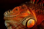 Portrait Of Green Iguana Stock Photo