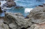 New Zealand Fur Seal (arctocephalus Forsteri) Stock Photo