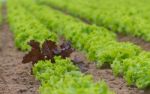 Plantation Of Lettuce In A Greenhouse In The Organic Garden Stock Photo