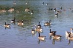 Wild Geese Stock Photo