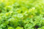 Coriander Leaf Selective Focus Stock Photo