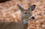 Beautiful Closeup Of The Cute Deer In The Forest Stock Photo