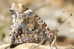 Painted Lady (vanessa Cardui) Stock Photo