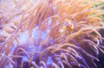 Cartoon Fish Near Sea Anemone Stock Photo