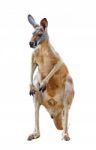 Kangaroo Isolated Stock Photo